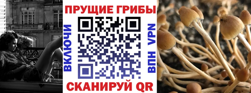 наркотики  гидра ССЫЛКА  Псилоцибиновые грибы MAGIC MUSHROOMS  Зима 